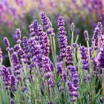 Levandulový olej - roll on - ESPRIT PROVENCE