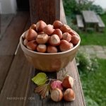 Miska na müsli Mynte Hazelnut