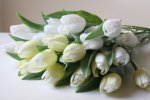 Tulipán - bílý