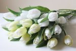 Tulipán - bílý