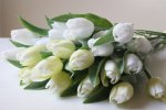 Tulipán - sněhově bílý