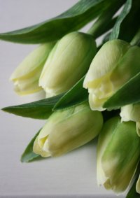 Tulipán světle zelený